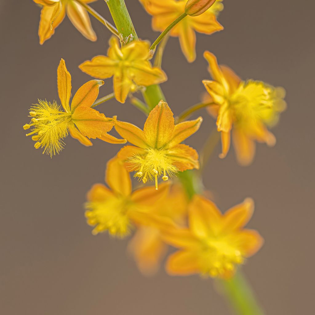 Bulbine frutescens - Fiore di serpente