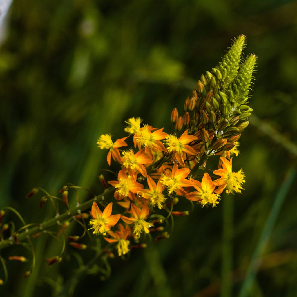 Bulbine frutescens - Fiore di serpente