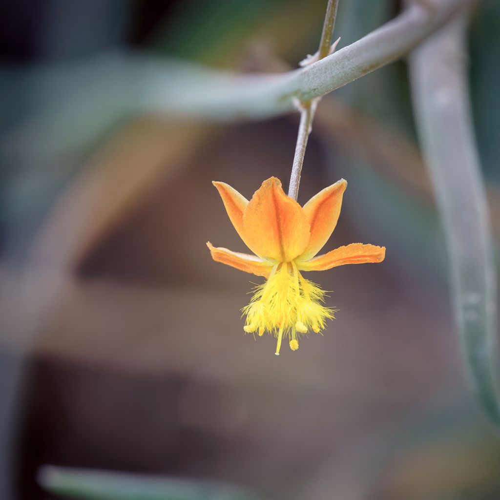 Bulbine frutescens - Fiore di serpente