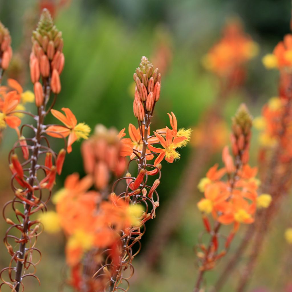 Bulbine frutescens Hallmarck - Fiore di serpente