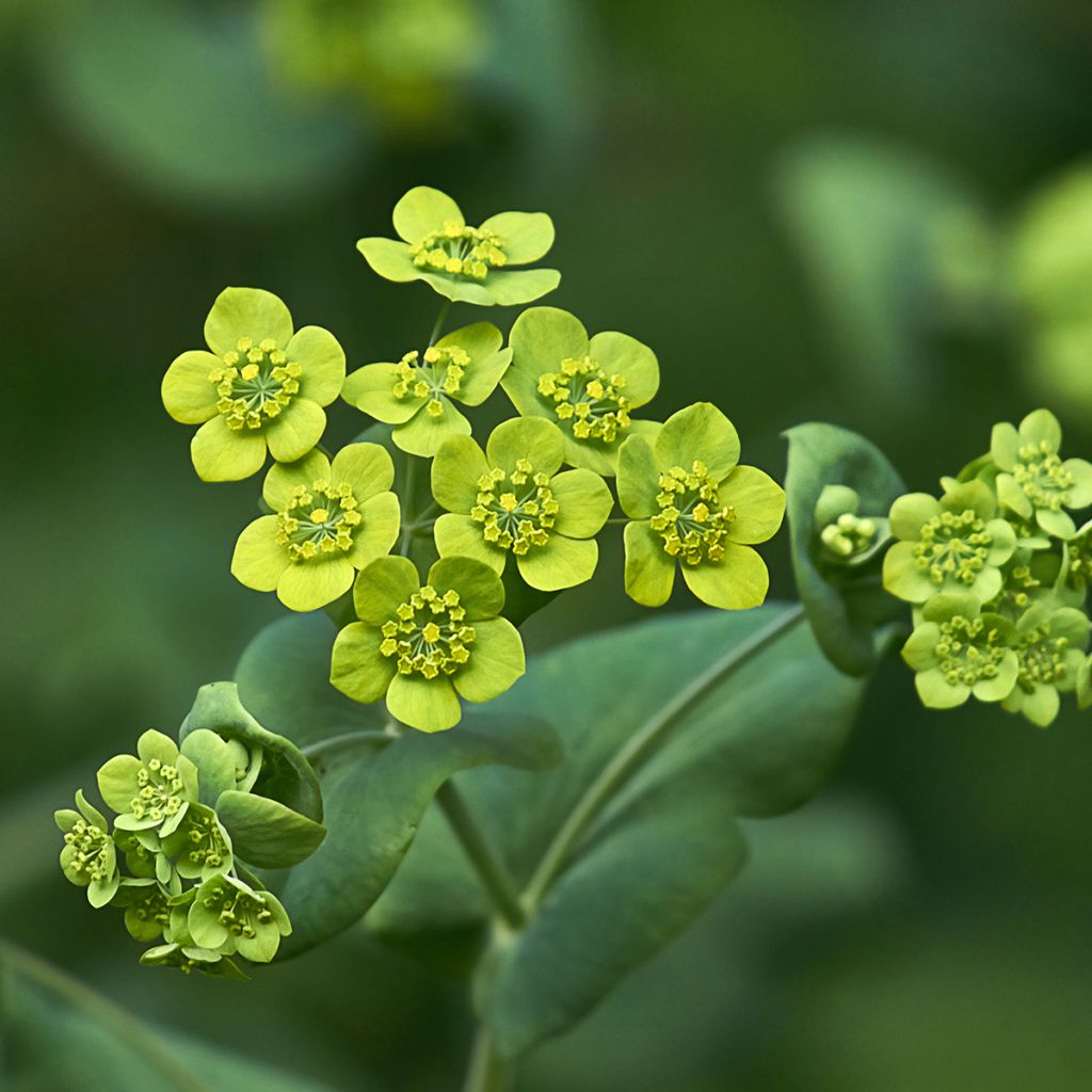 Bupleurum falcatum - Bupleuro falcato