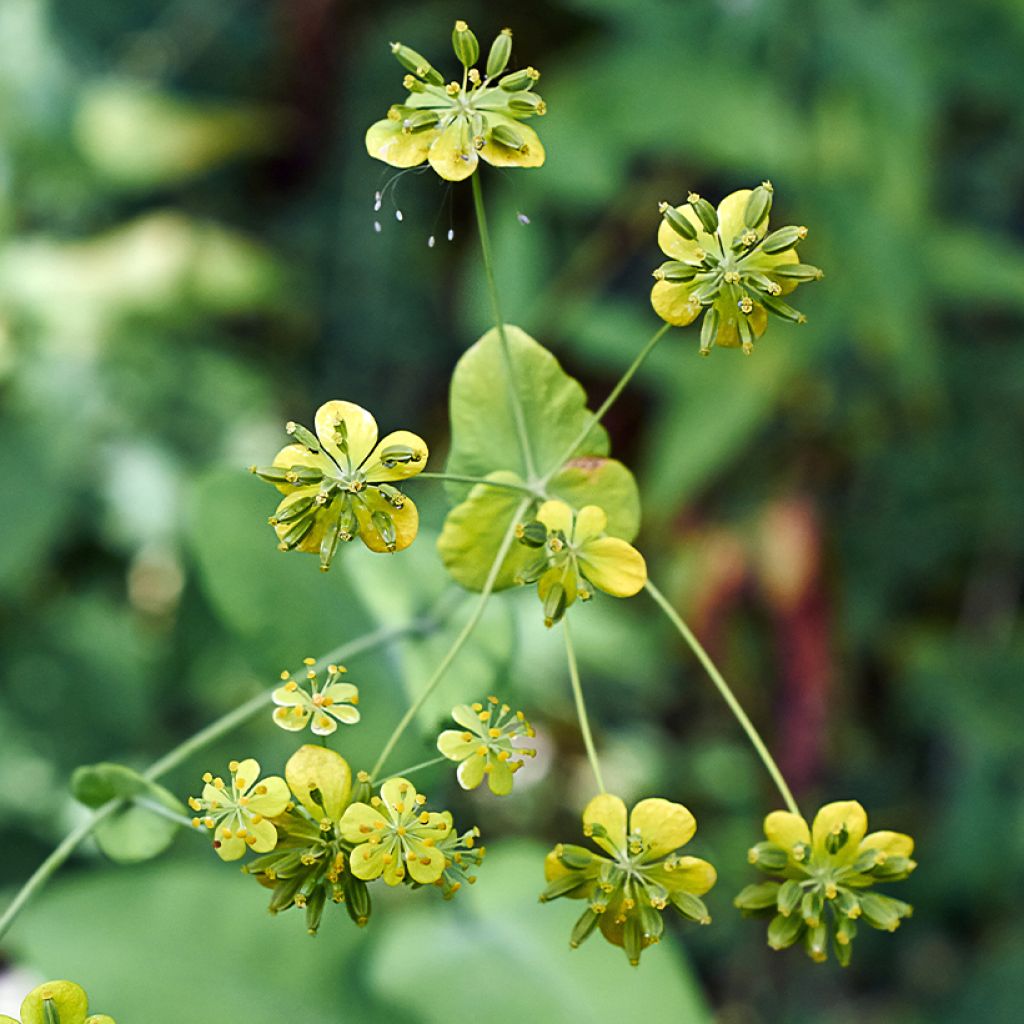 Bupleurum falcatum - Bupleuro falcato