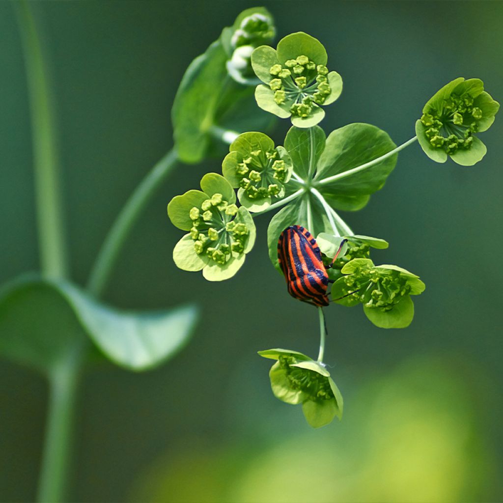 Bupleurum falcatum - Bupleuro falcato