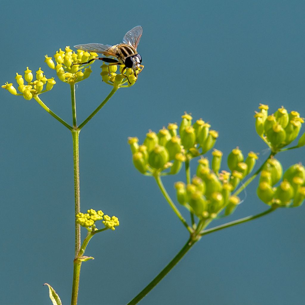 Bupleurum falcatum - Bupleuro falcato