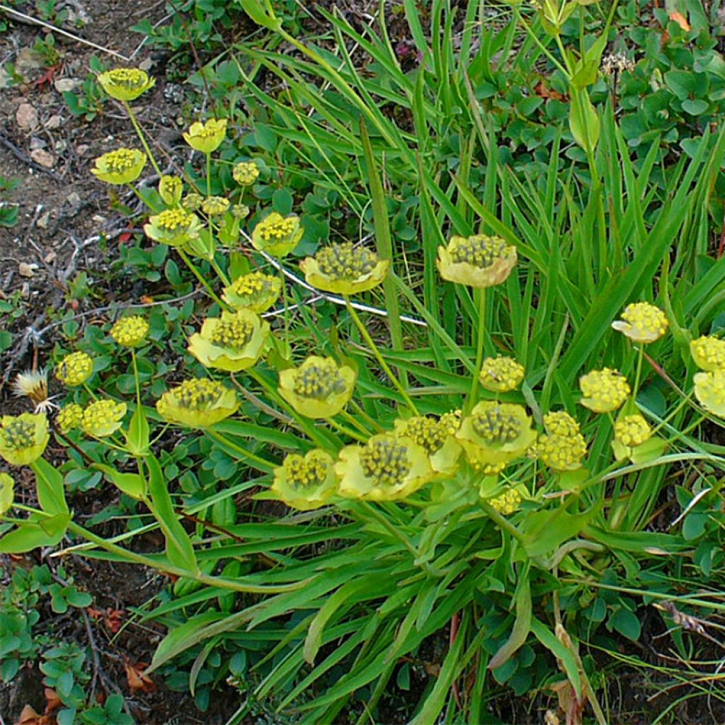 Buplèvre, Bupleurum ranunculoïdes