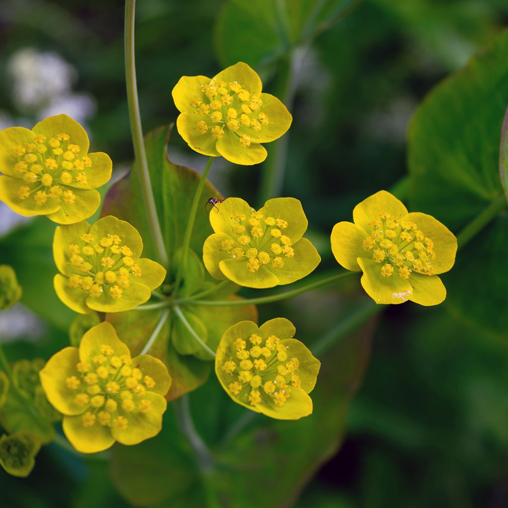 Bupleurum longifolium Aureum - Bupleuro a foglie lunghe