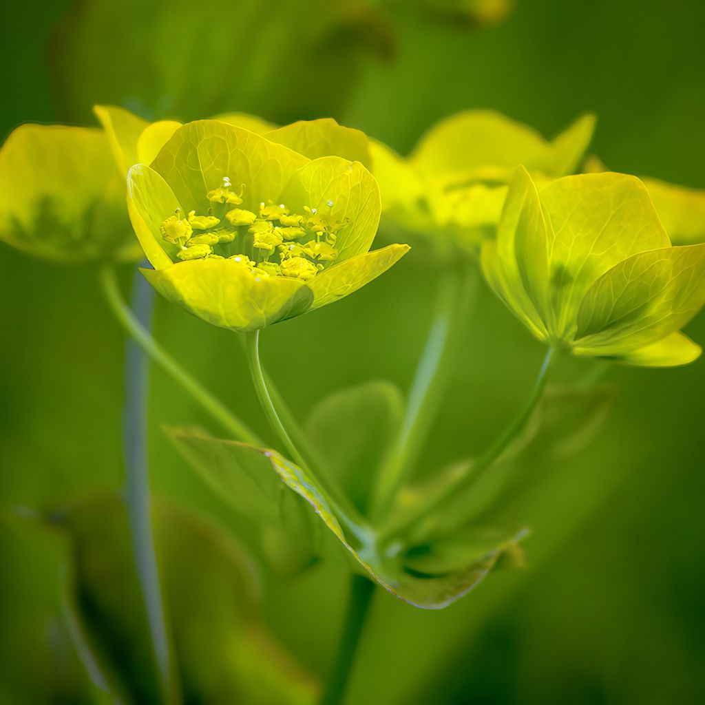 Bupleurum longifolium Aureum - Bupleuro a foglie lunghe