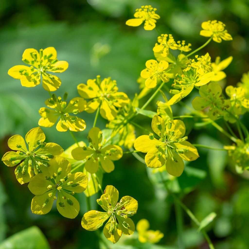 Bupleurum longifolium Aureum - Bupleuro a foglie lunghe