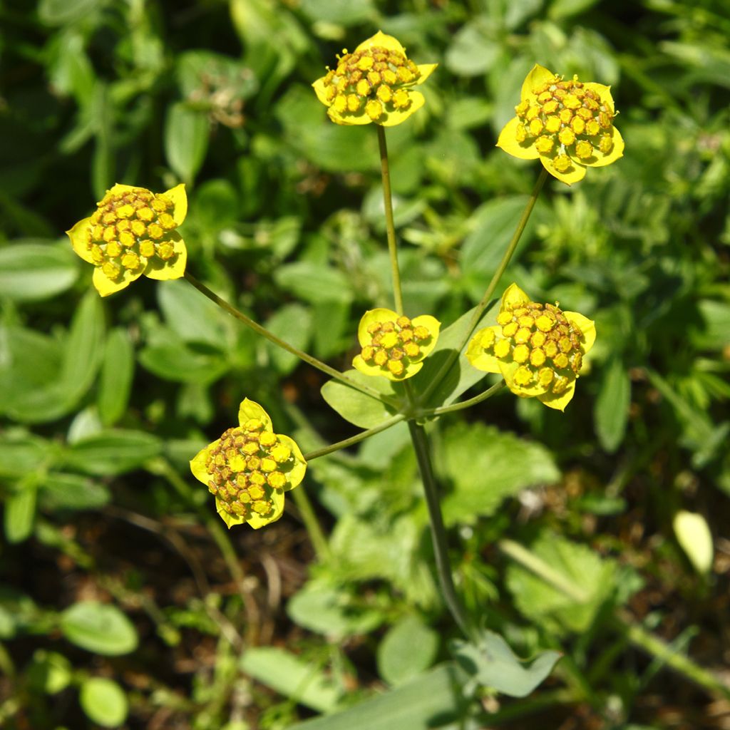 Bupleurum ranunculoides - Bupleuro ranuncoloide