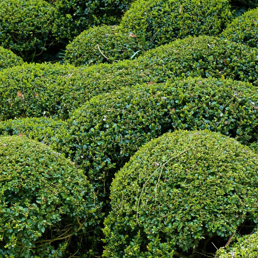 Buxus microphylla Faulkner - Bosso microfillo