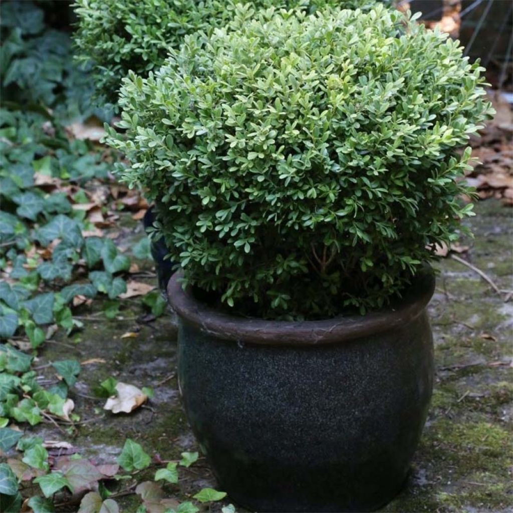 Buxus microphylla Rococo - Bosso microfillo