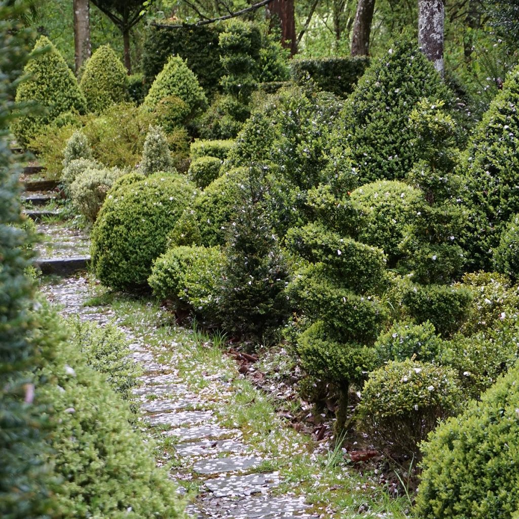 Buxus sempervirens Arborescent - Bosso