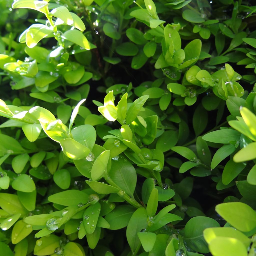 Buxus sempervirens Arborescent - Bosso