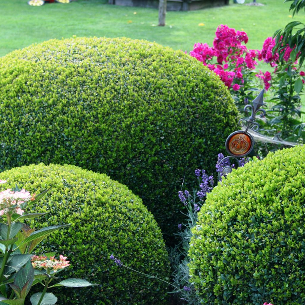 Buxus sempervirens Arborescent - Bosso