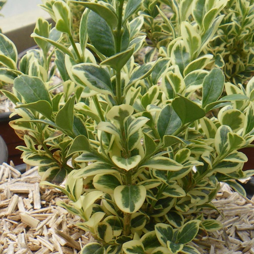 Buxus sempervirens Elegans - Bosso variegato