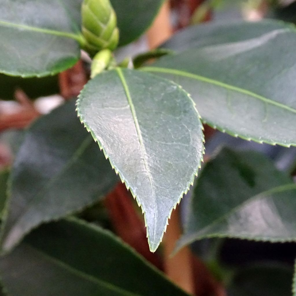 Camellia sasanqua Yume