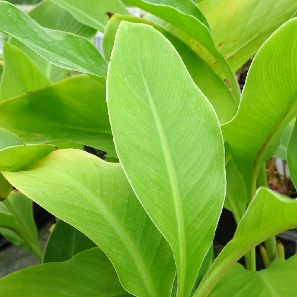 Canna edulis - Canna d'India