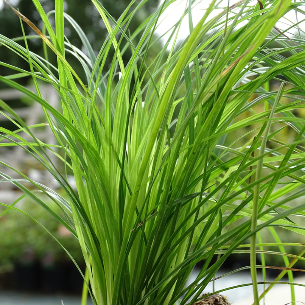 Carex montana - Laîche des montagnes