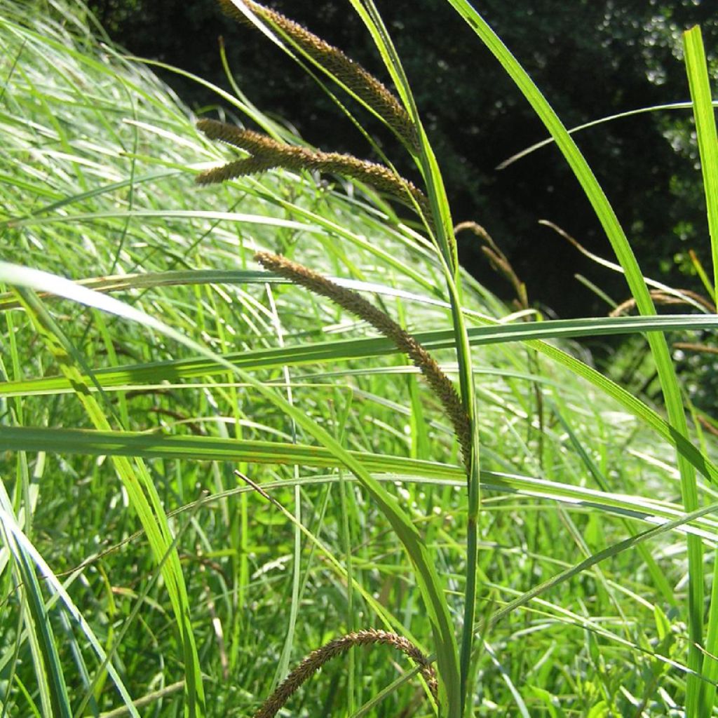 Carex acuta - Carice palustre