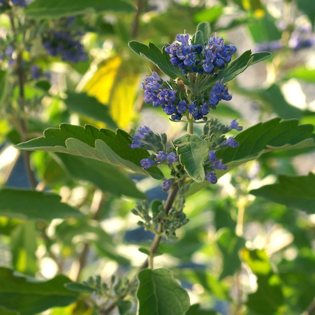 Caryopteris clandonensis Kew Blue