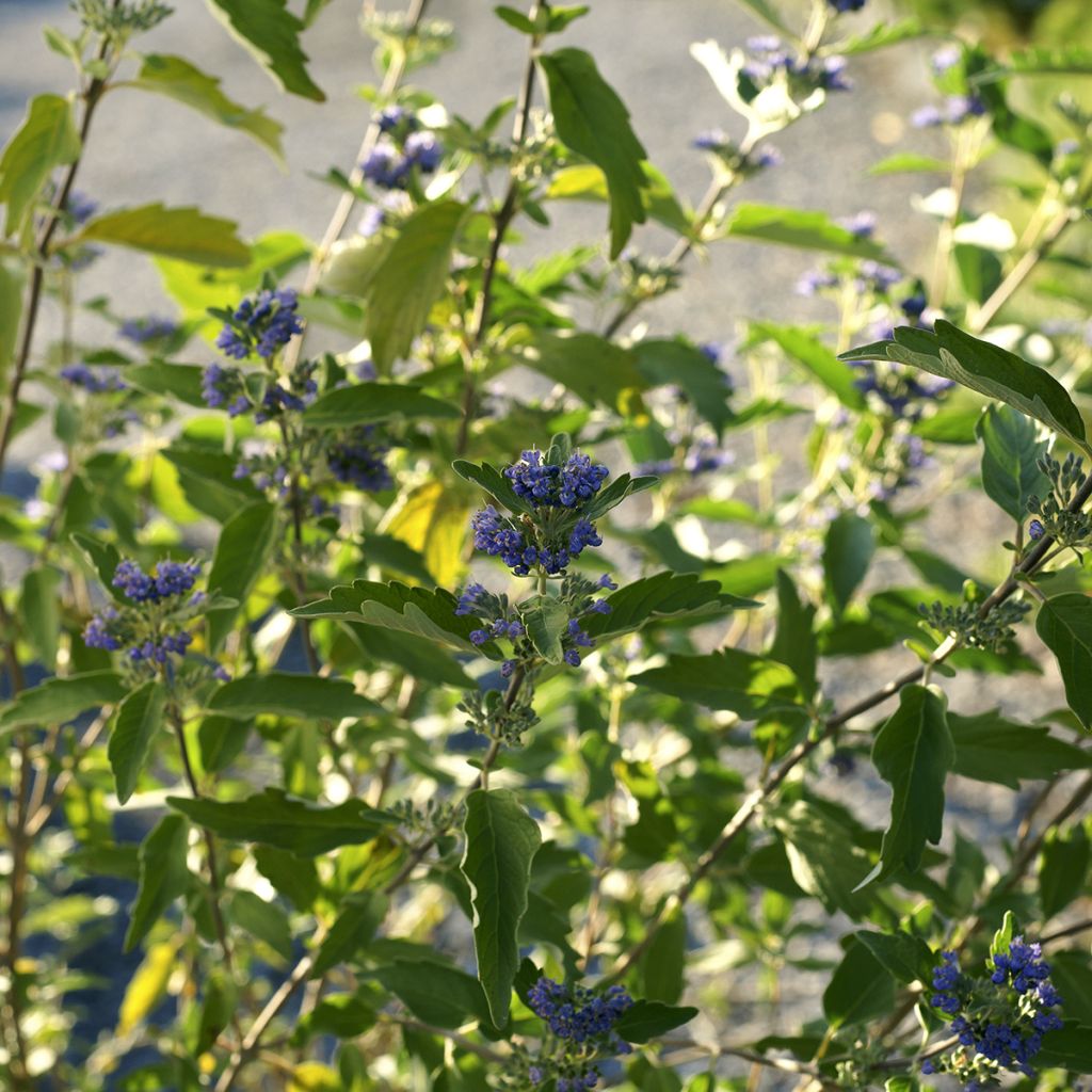 Caryopteris clandonensis Kew Blue