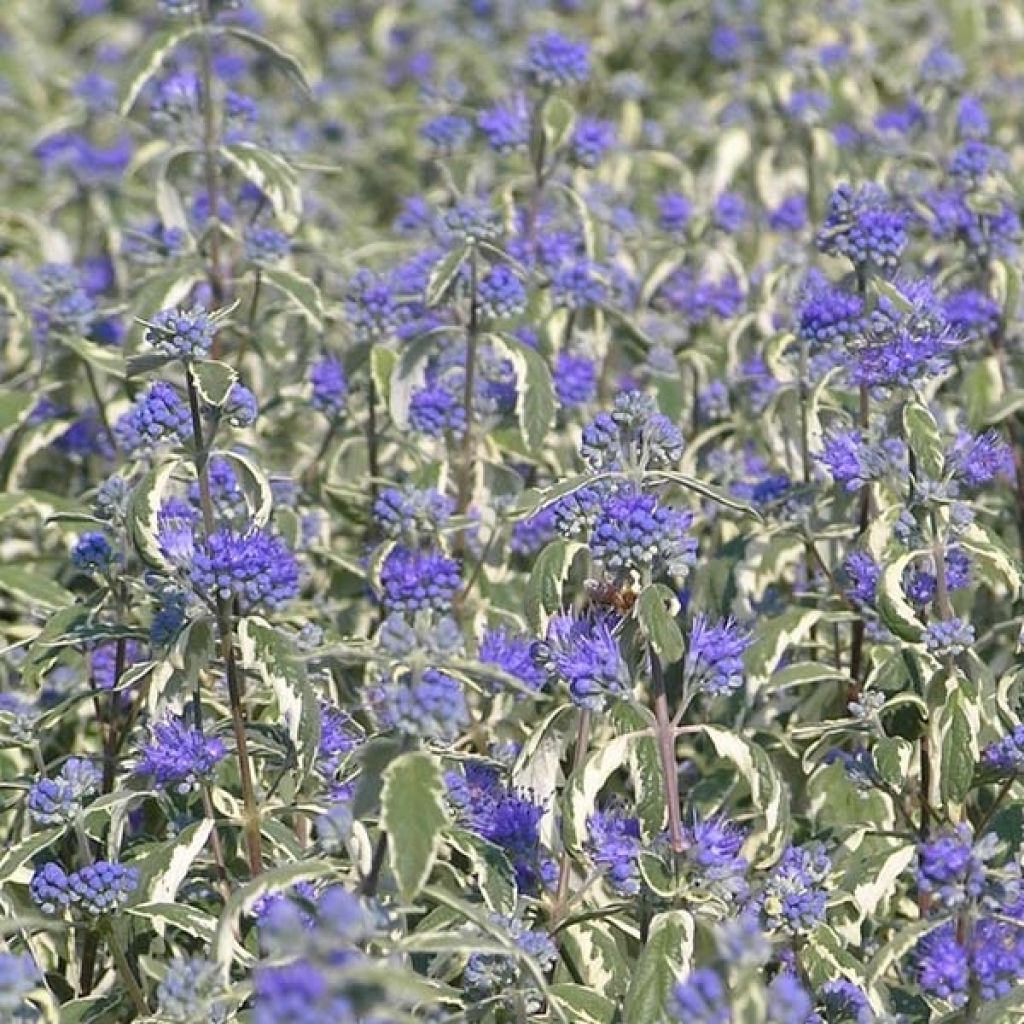 Caryopteris clandonensis White Surprise