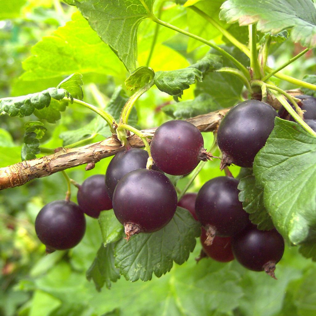 Ribes x nidigrolaria ConfiBeere Jofruti - Josta