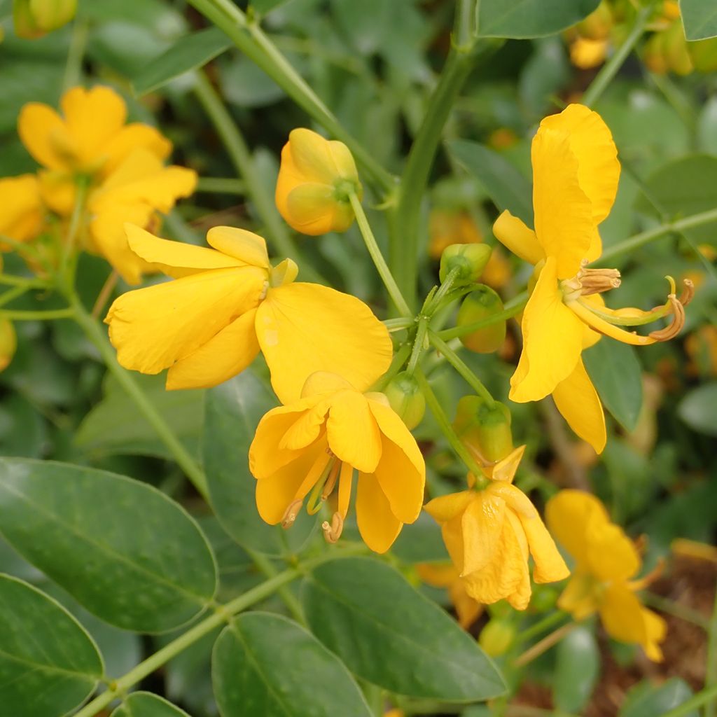 Senna corymbosa