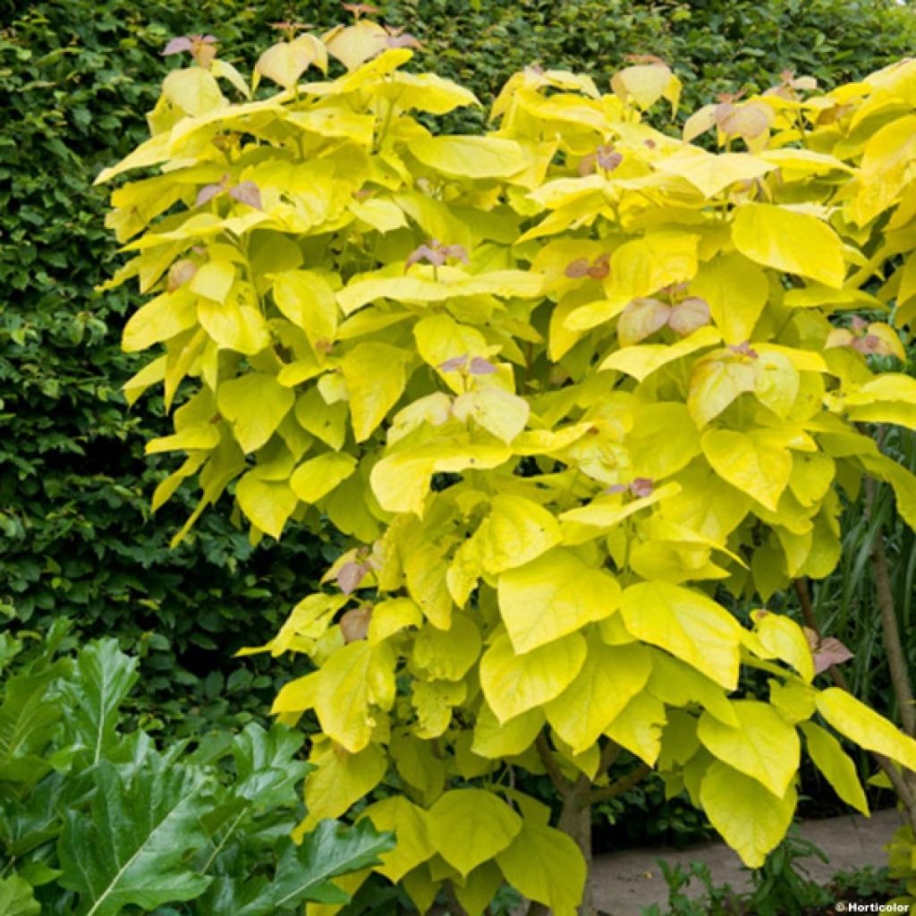 Catalpa bignonioides Aurea - Albero dei sigari