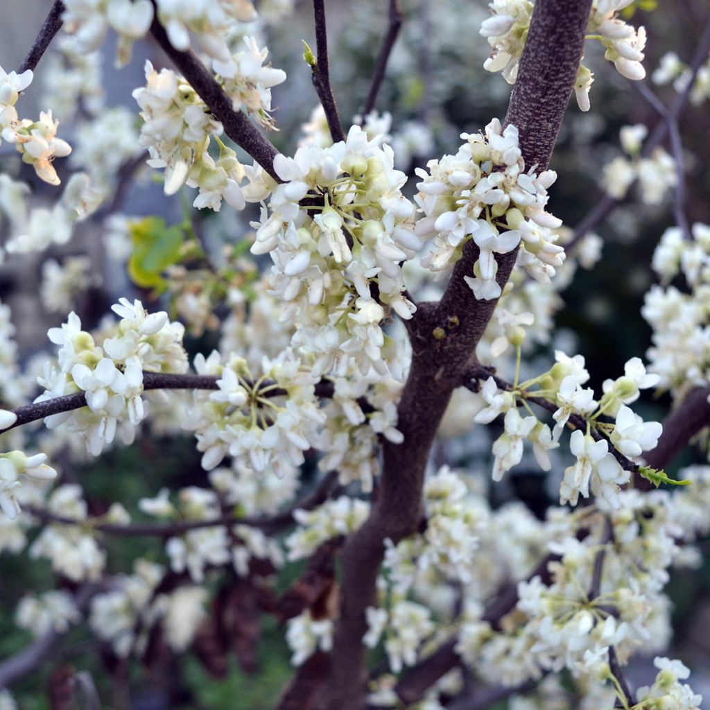 Cercis canadensis Texas White - Albero di Giuda