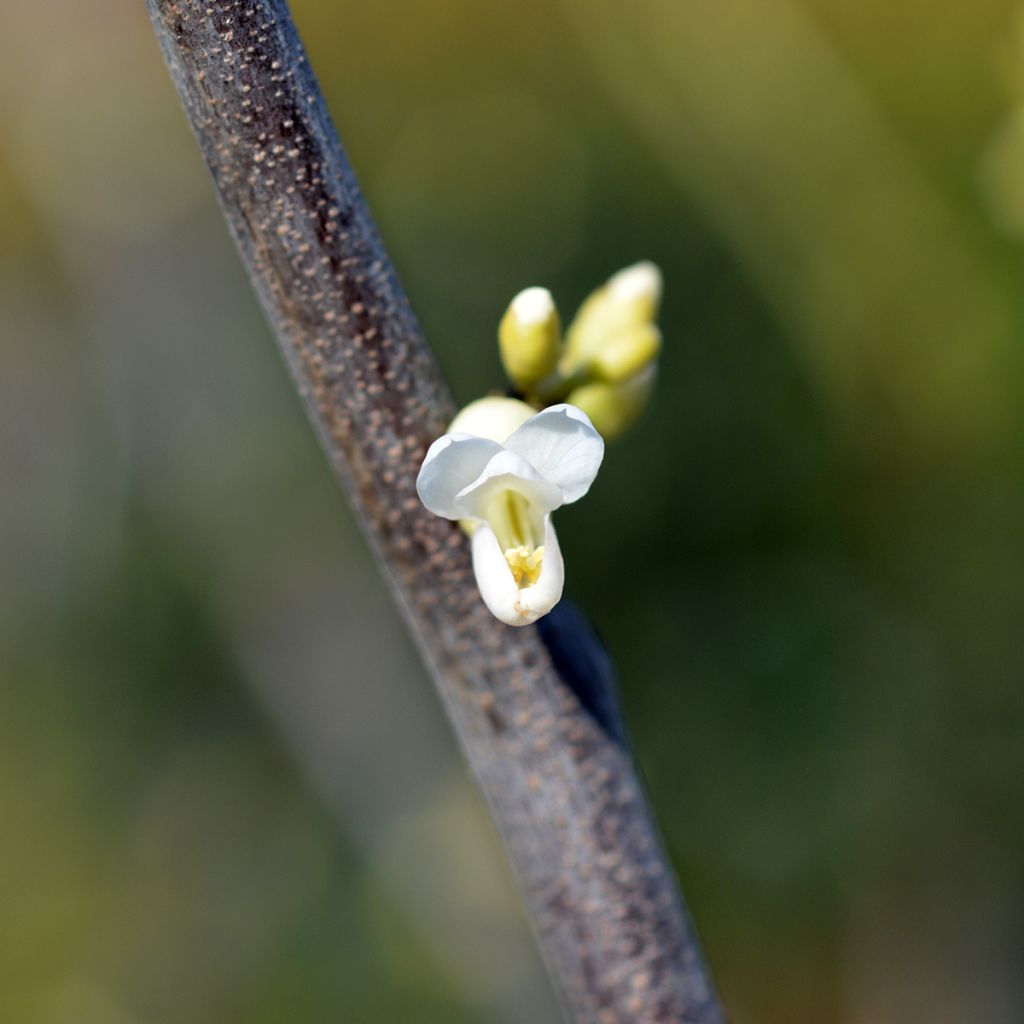 Cercis canadensis Texas White - Albero di Giuda