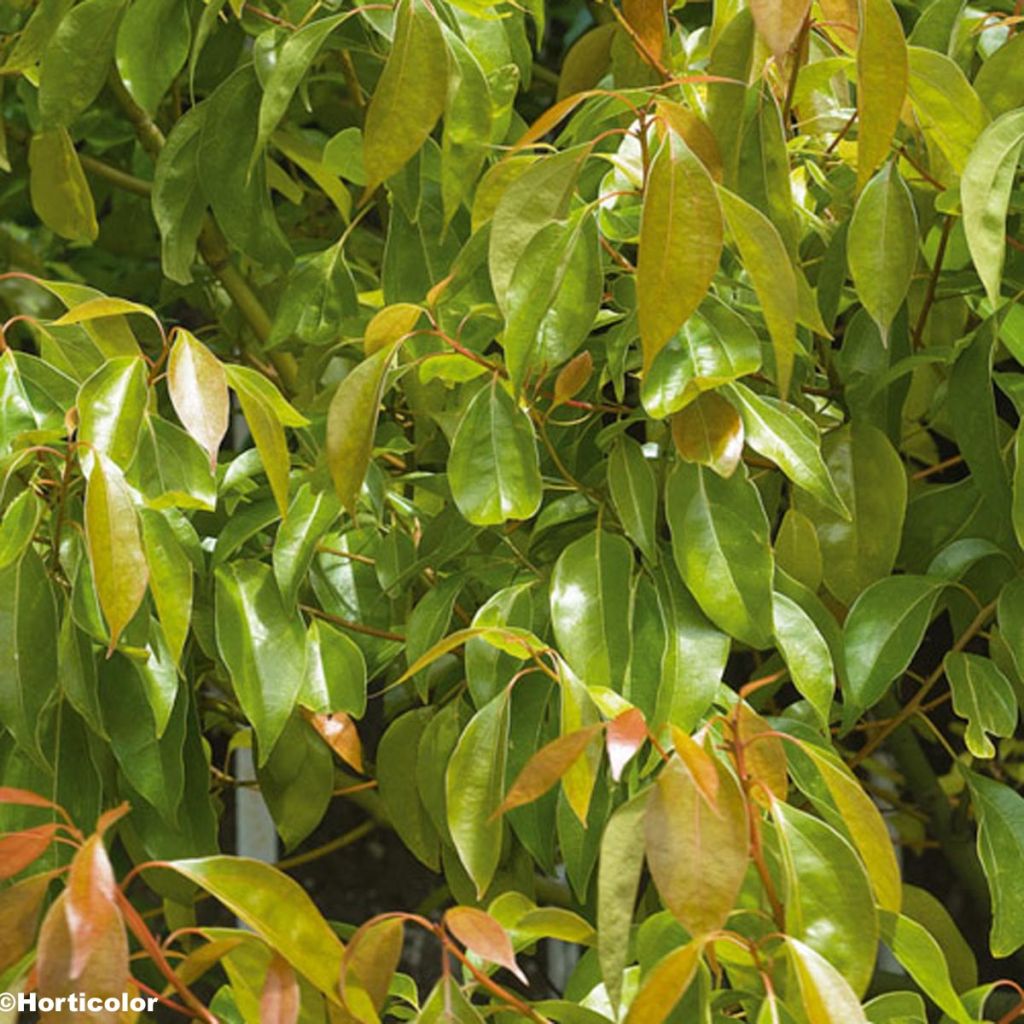 Cinnamomum camphora - Canfora