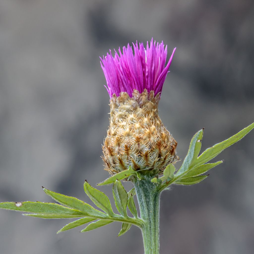 Cirsium rivulare Trevors Blue Wonder - Cardo dei ruscelli