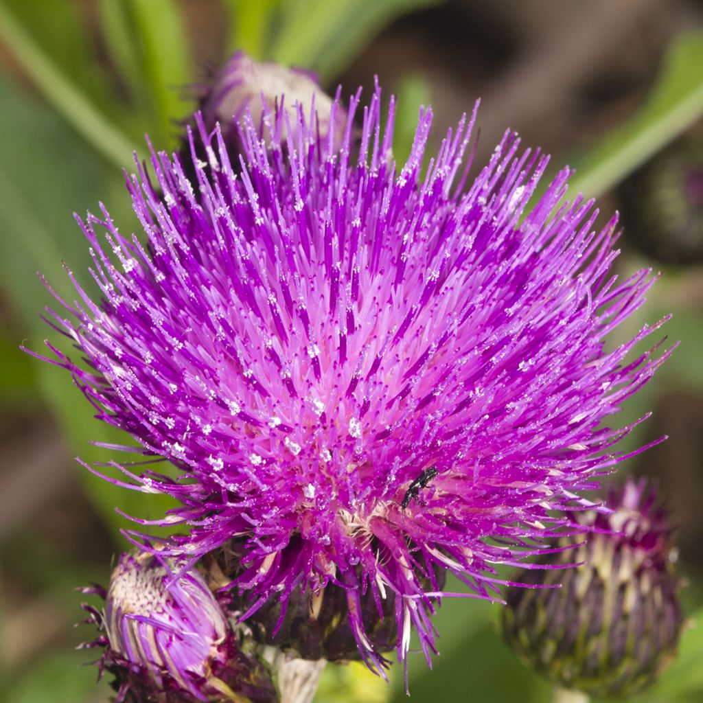 Cirsium rivulare Trevors Blue Wonder - Cardo dei ruscelli