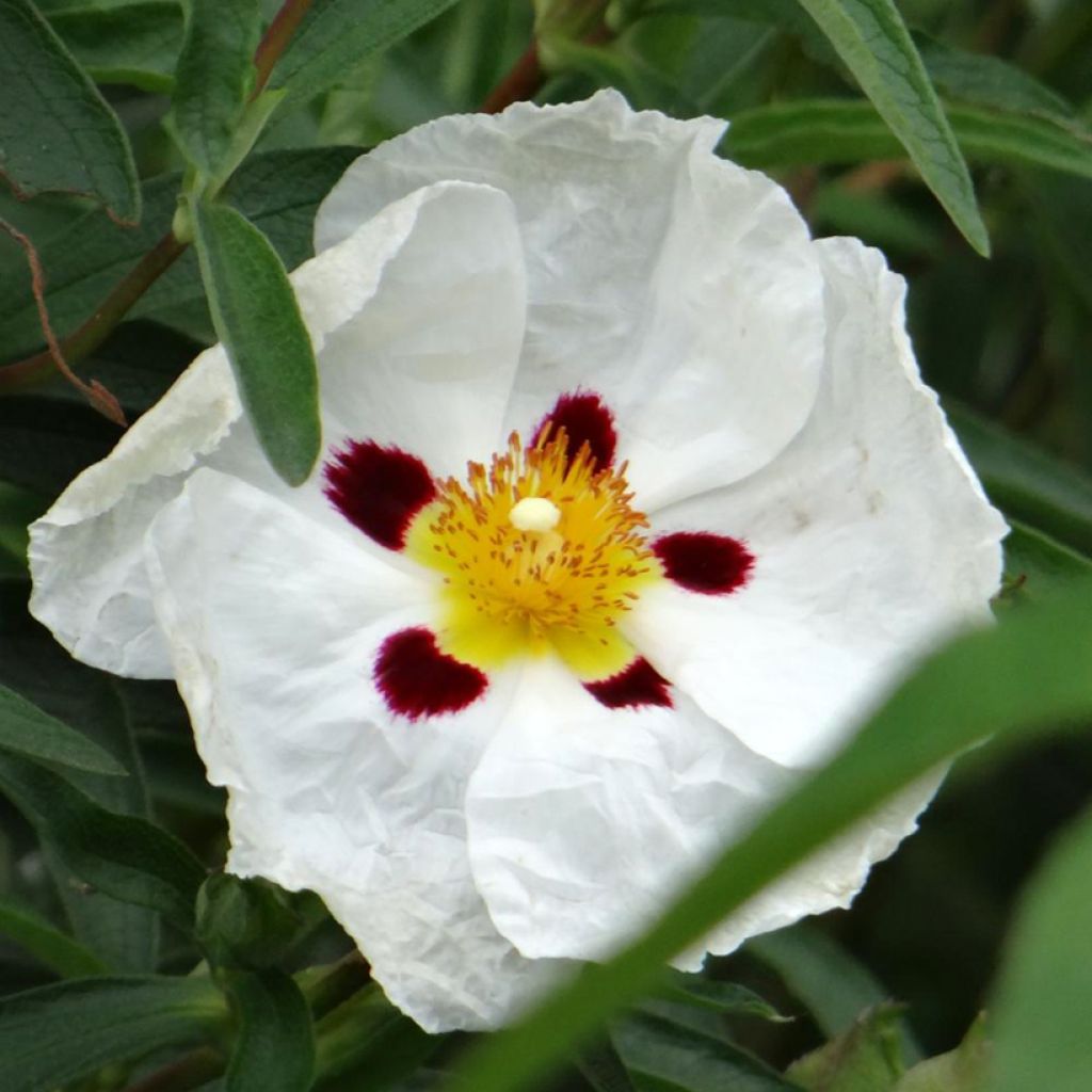 Cistus aguilarii Maculatus - Cisto