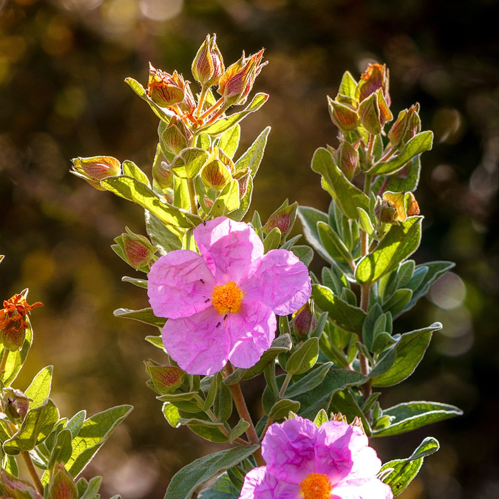 Cistus albidus - Cisto a foglie sessili