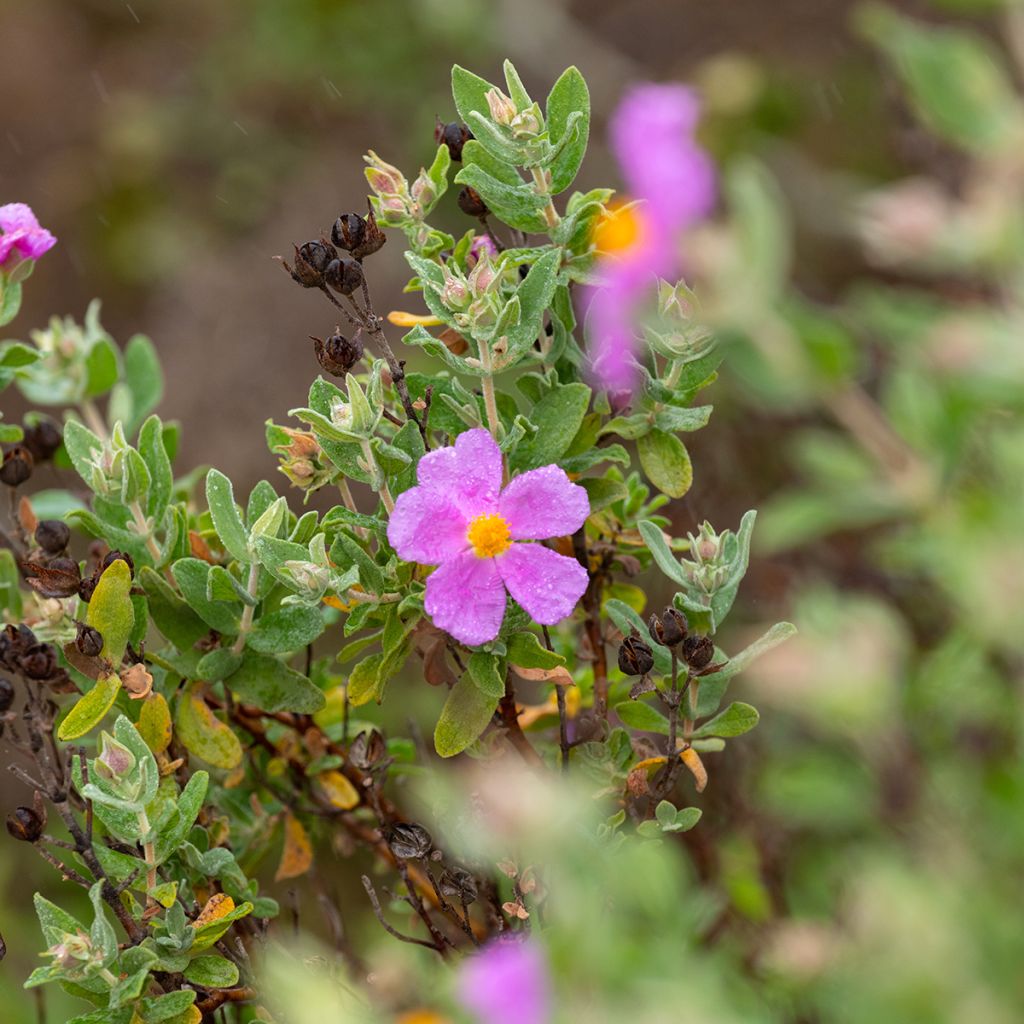 Cistus albidus - Cisto a foglie sessili