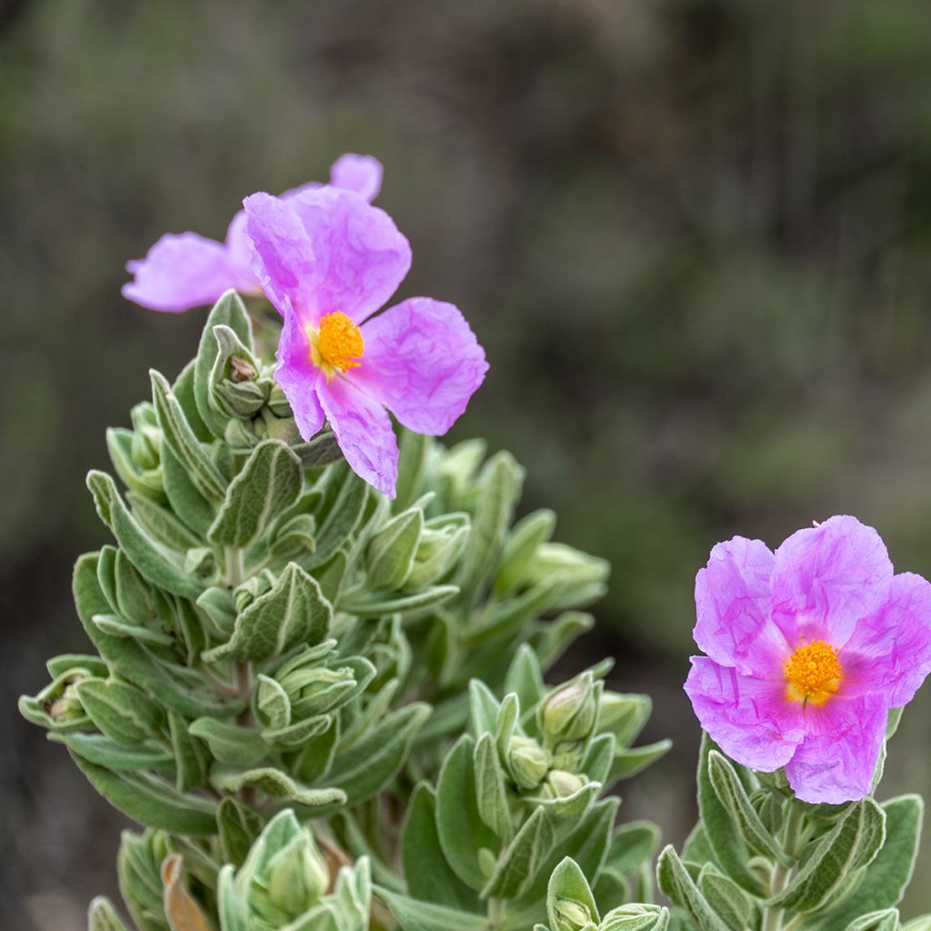 Cistus albidus - Cisto a foglie sessili