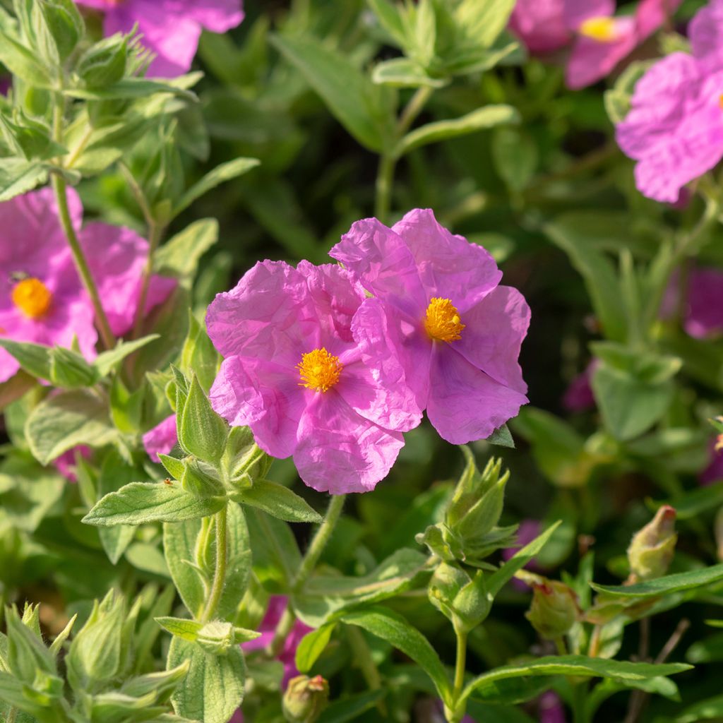 Cistus albidus - Cisto a foglie sessili