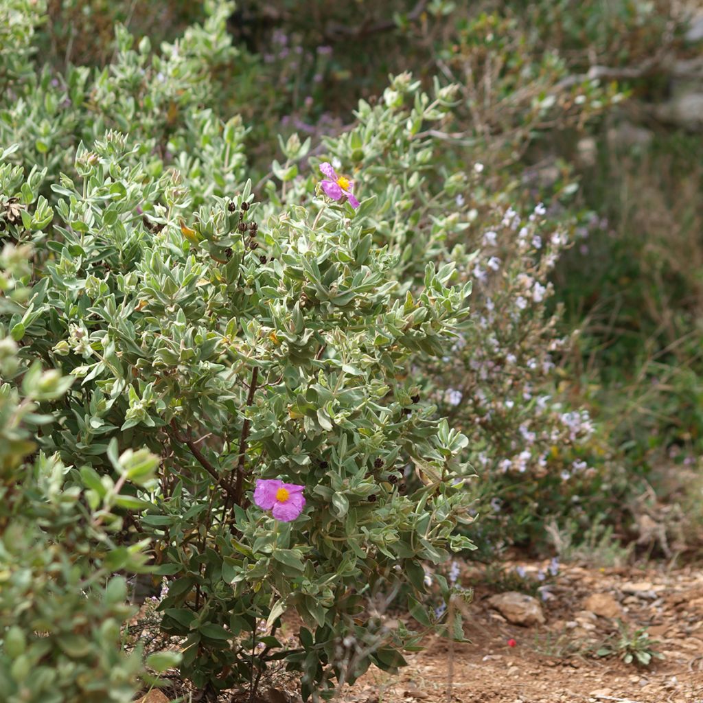 Cistus albidus - Cisto a foglie sessili