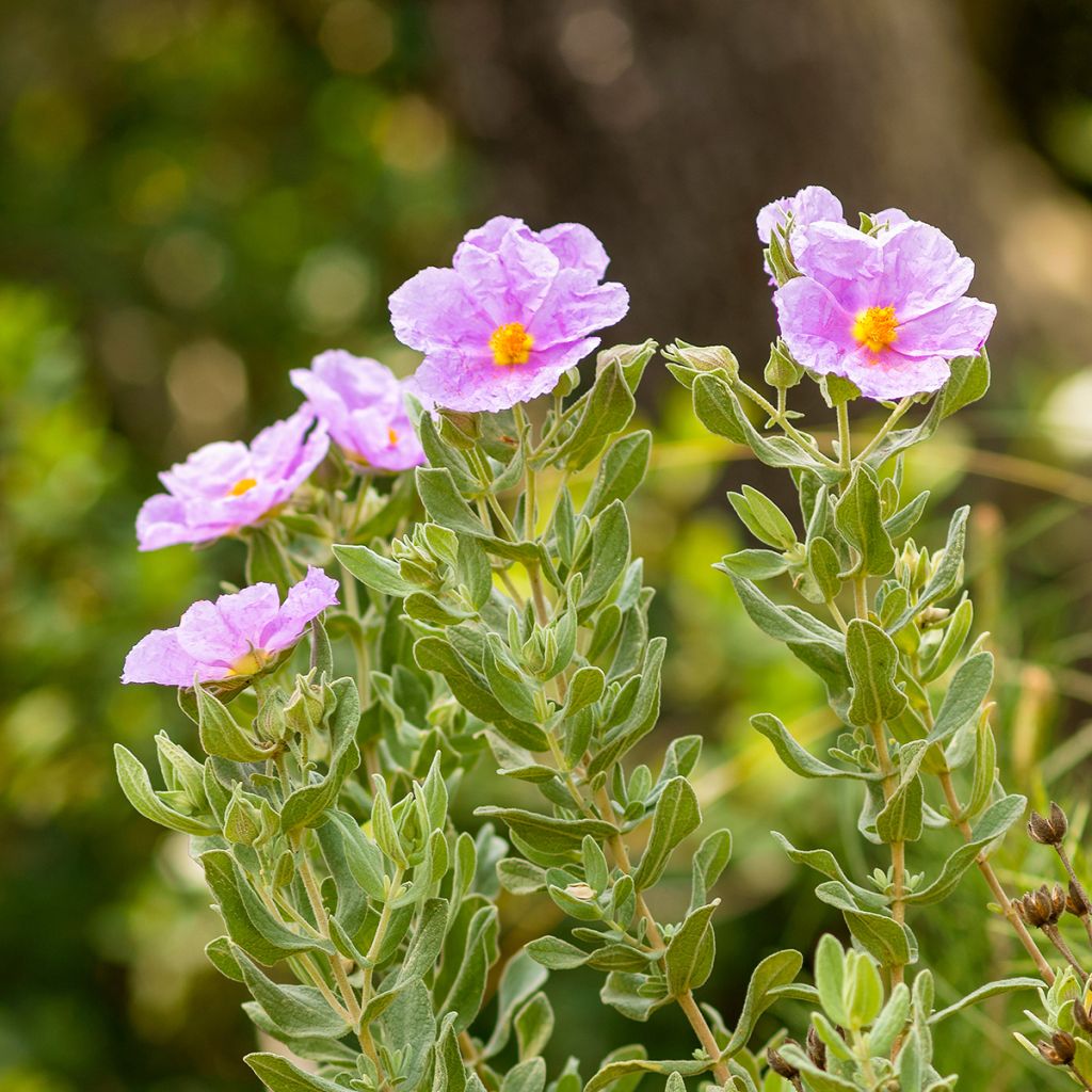 Cistus albidus - Cisto a foglie sessili