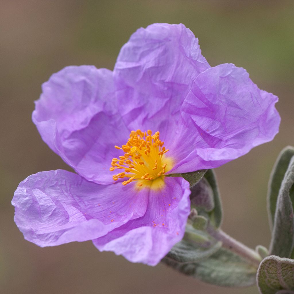 Cistus albidus - Cisto a foglie sessili