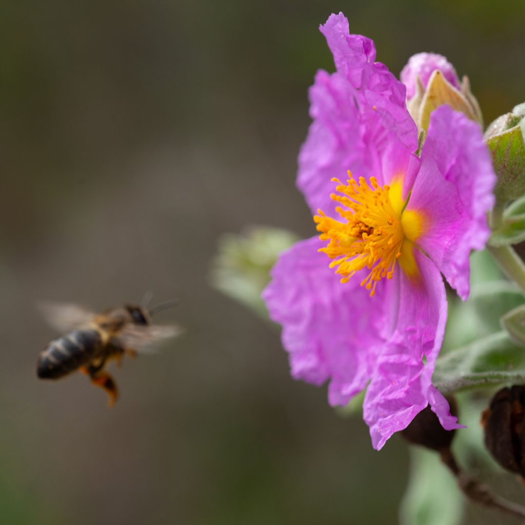 Cistus albidus - Cisto a foglie sessili