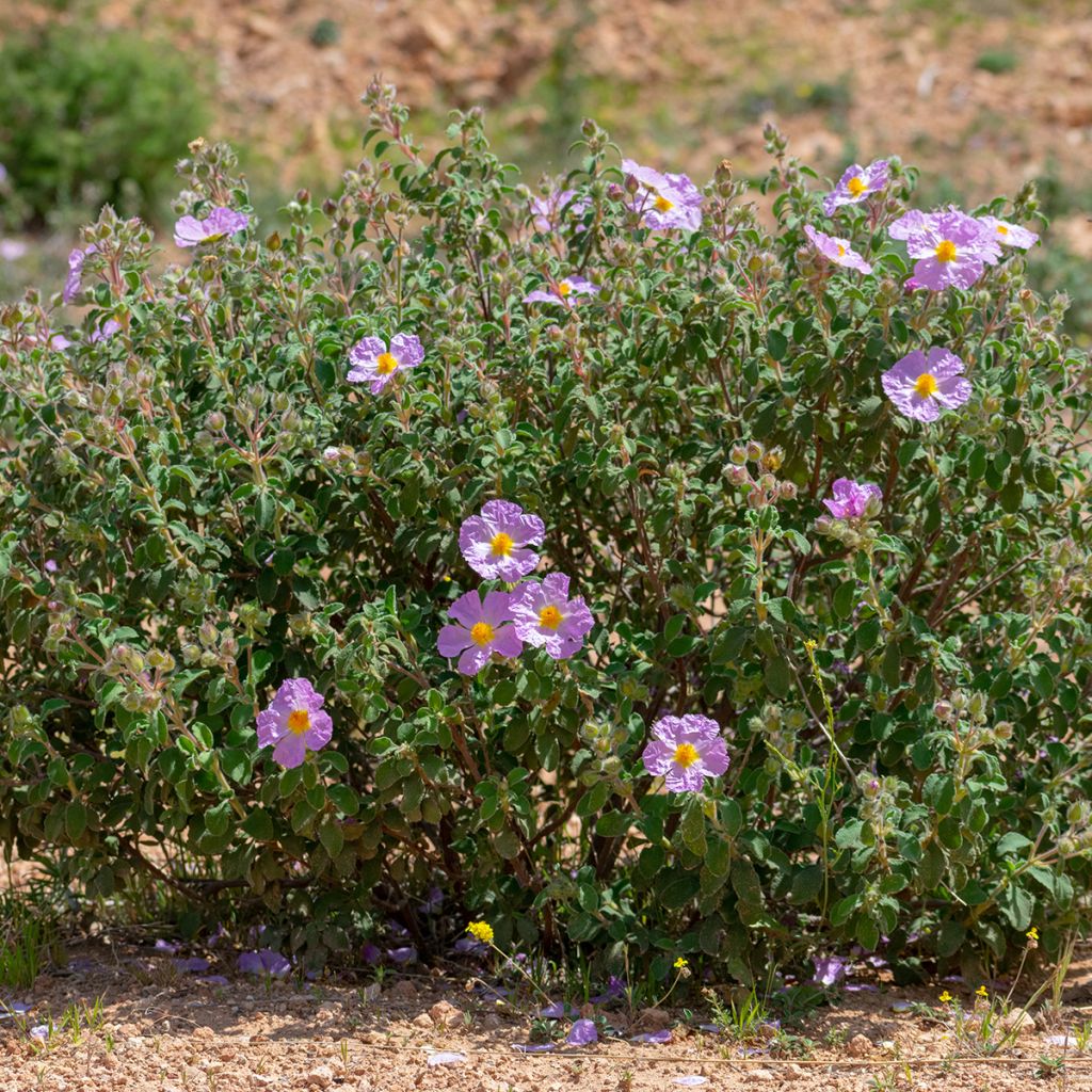 Cistus albidus - Cisto a foglie sessili