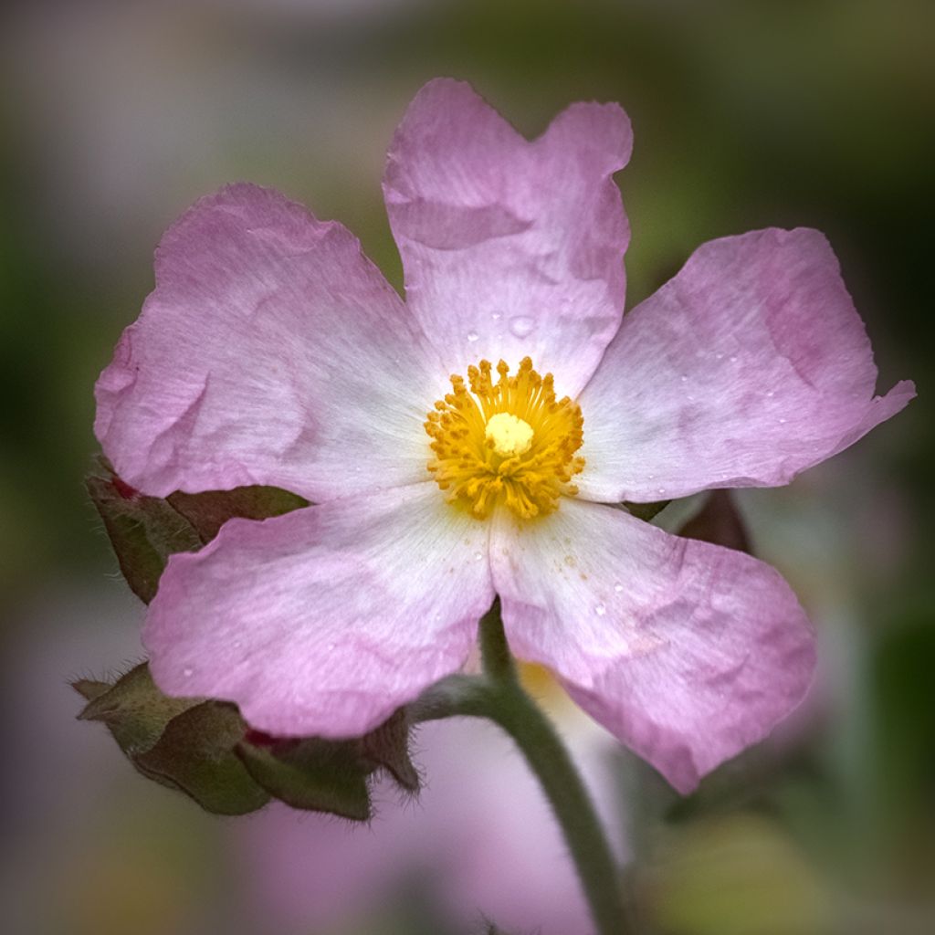 Cistus lenis Grayswood Pink - Cisto