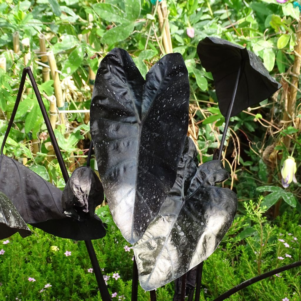 Colocasia Painted Black Gecko - Oreille d'éléphant 