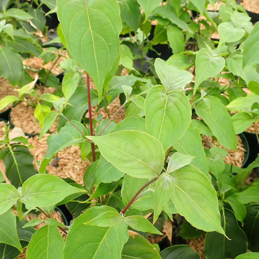 Cornus kousa Big Apple - Corniolo giapponese