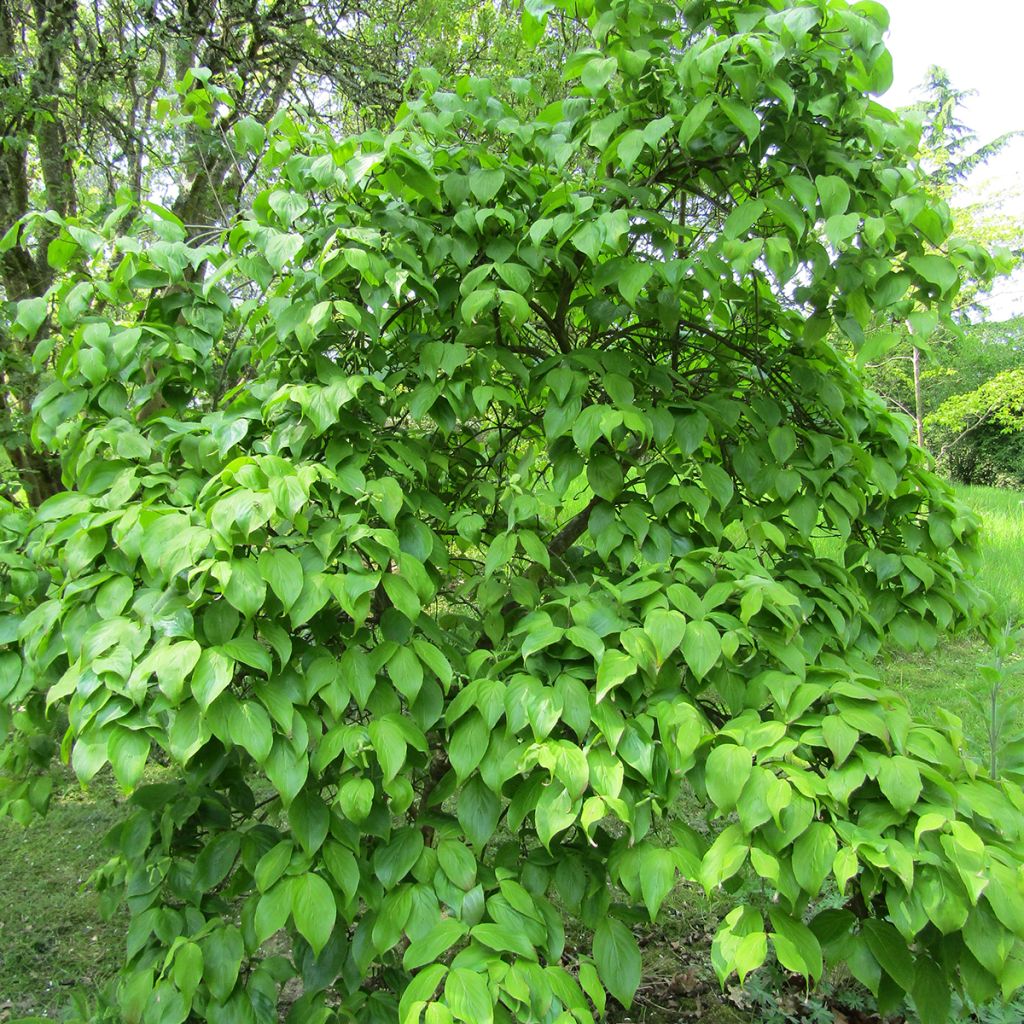 Cornus kousa Weaver's Weeping - Corniolo giapponese