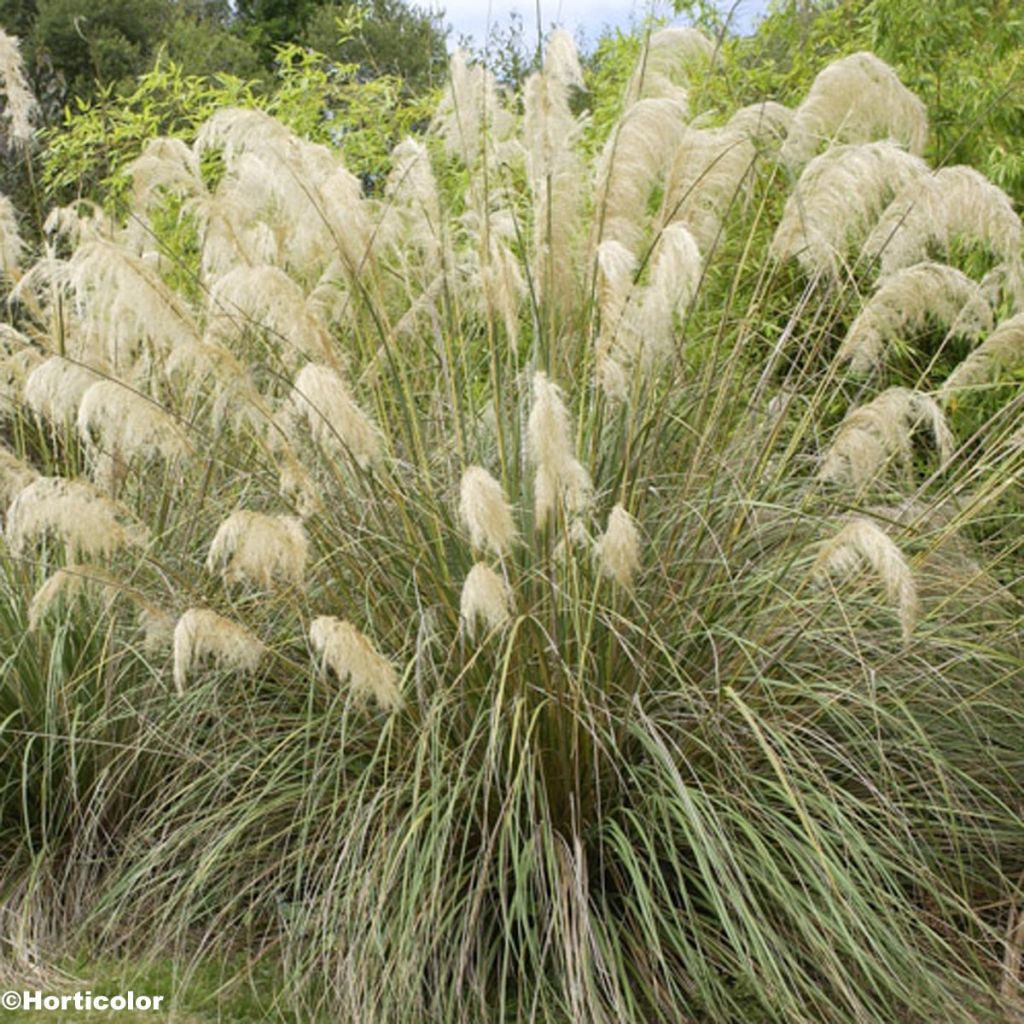 Cortaderia richardii, Herbe de la Pampa