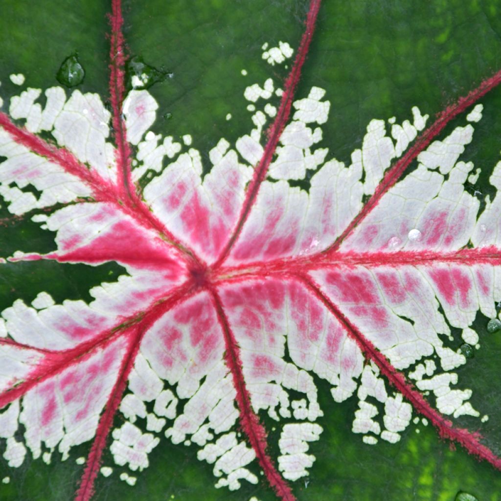 Caladium Cherry Blossom - Caladio